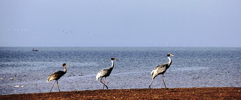 Migration Spectacle: Pong Dam Bird Watching